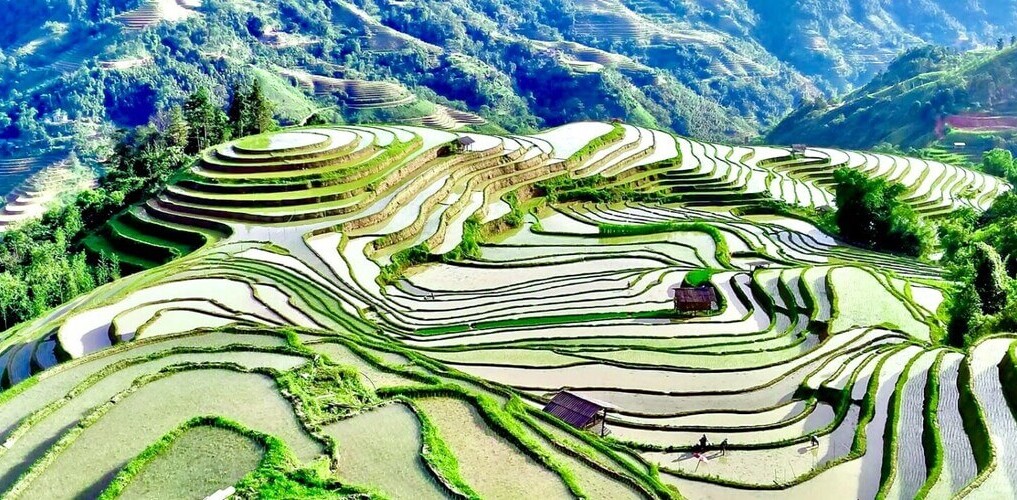 Rice Terraces in Hoang Su Phi - Ha Giang