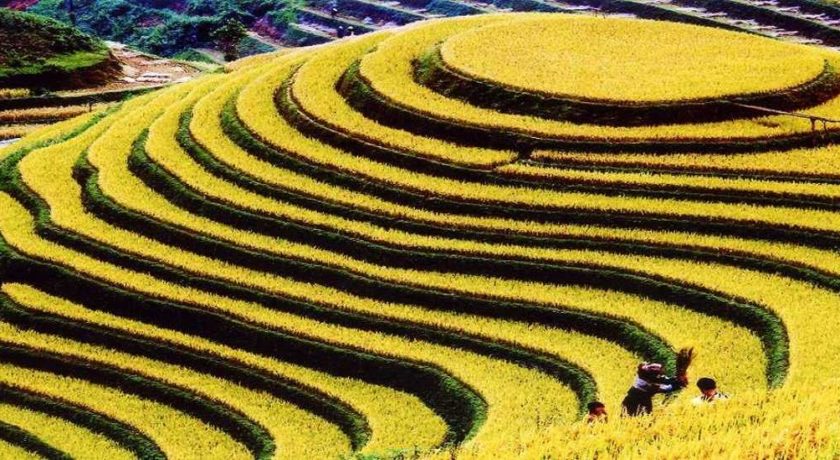 Rice Terraces in Mu Cang Chai - Top 6 Landscapes in Northern Vietnam