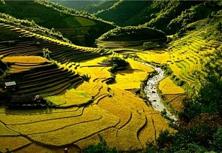 Rice Terraces in Mu cang Chai - 11 day north Vietnam tour